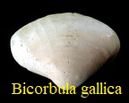 Bicorbula gallica, Lamarck 1801
